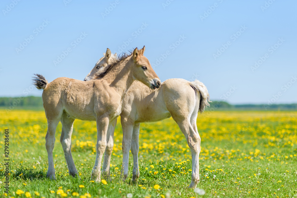 Two lovers foal on a dandelion field. Two lovers foal on a dandelion field.
