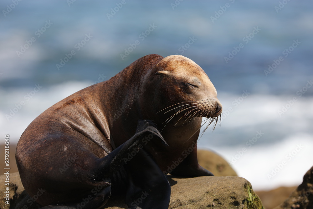 Fototapeta premium California sea lion