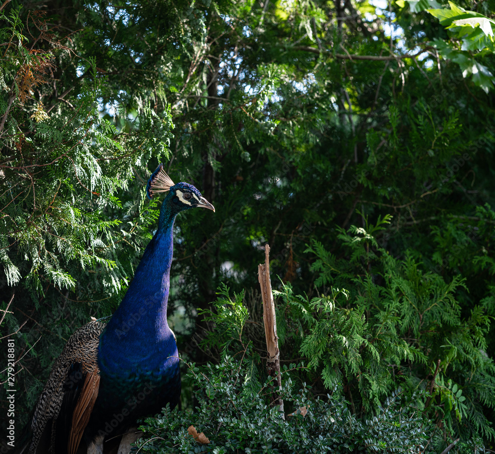 Obraz premium blue color male peacock, green background, animal, nature