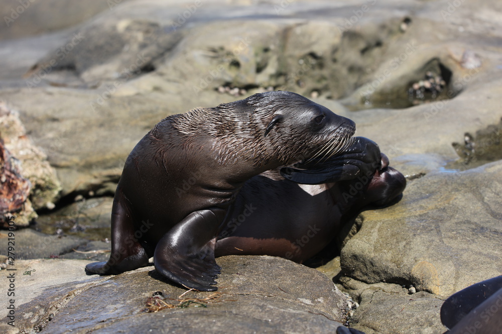 Fototapeta premium California sea lion