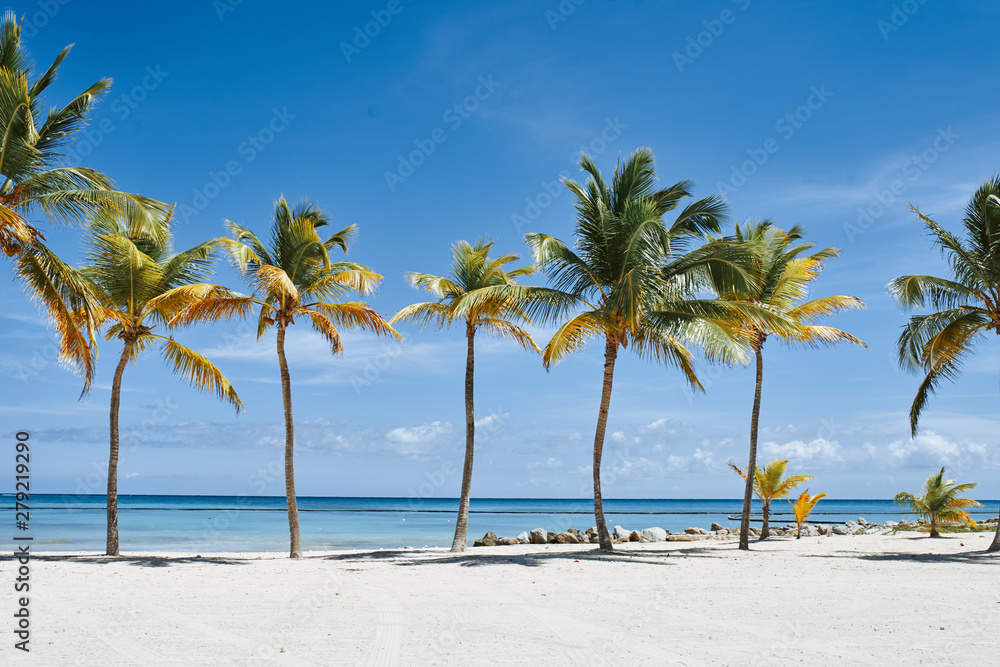 Obraz premium tropical beach with palm trees