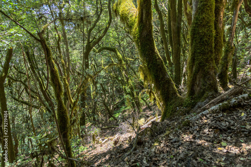 Relict forest on the slopes of the mountain range of the Garajonay National Park. Giant Laurels and Tree Heather along narrow winding paths. Paradise for hiking. Travel postcard. La Gomera, Spain. © Yury