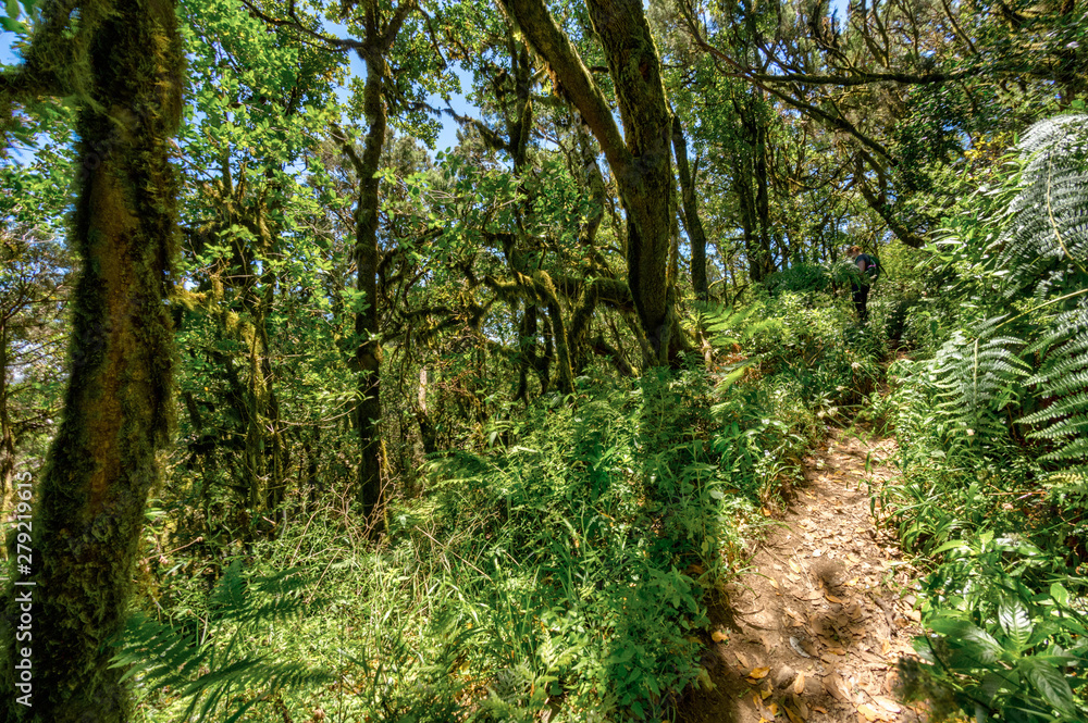Obraz premium Relict forest on the slopes of the mountain range of the Garajonay National Park. Giant Laurels and Tree Heather along narrow winding paths. Paradise for hiking. Travel postcard. La Gomera, Spain.