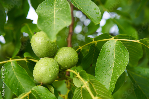 Close up Picture of three unriped joung walnut fruits in geen nutshell on the branch of walnut tree with leaves during the summer sunny day just after the rain in the organic orchard.