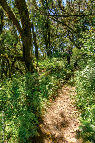 Relict forest on the mountain range of the Garajonay National Park. Giant Laurels and Tree Heather along narrow winding paths. Paradise for hiking. Vertical. La Gomera  Spain.