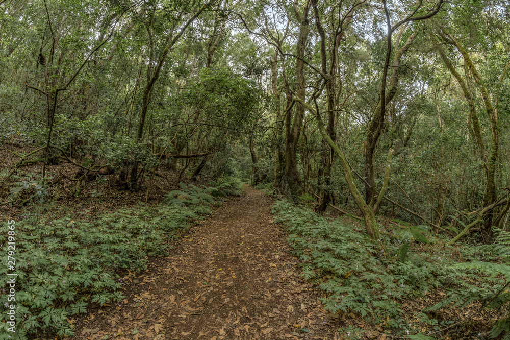 Super wide angle panorama. Relict forest on the slopes of the Garajonay National Park mountains. Giant Laurels and Tree Heather along narrow winding paths. Paradise for hiking. La Gomera, Spain. Super wide angle panorama. Relict forest on the slopes of the Garajonay National Park mountains. Giant Laurels and Tree Heather along narrow winding paths. Paradise for hiking. La Gomera, Spain.