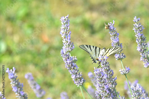 Il macaone striato di nero ,vola sui fiori della lavanda photo