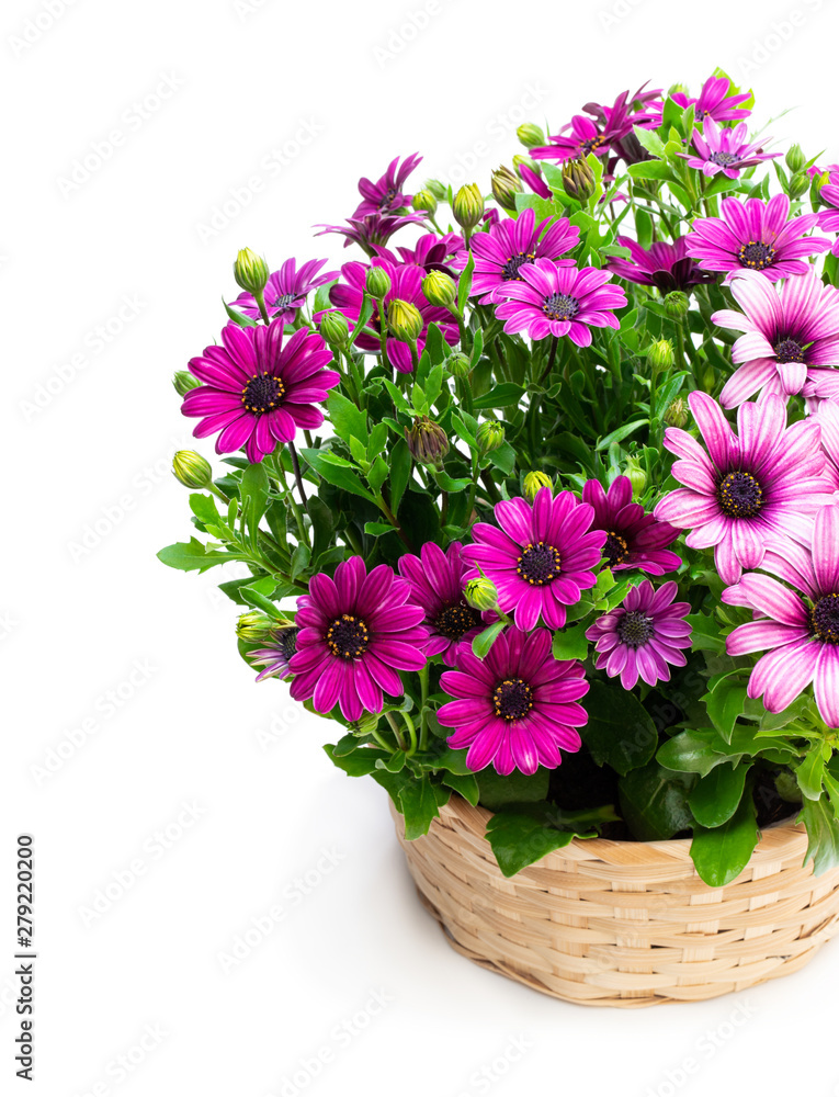 Group of colorful daisy flowers in wicker basket isolated on white