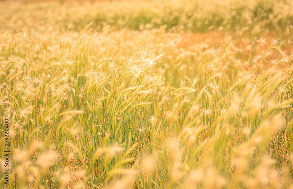 Wheat Field Wheat Field