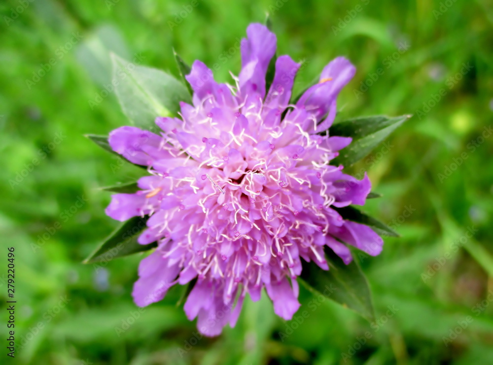 Fleur mauve de scabieuse (knautie des champs). Gros plan sur fond d'herbe verte. Fleur mauve de scabieuse (knautie des champs). Gros plan sur fond d'herbe verte.