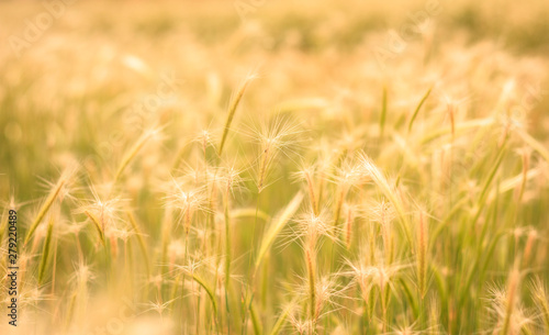 Wheat Field