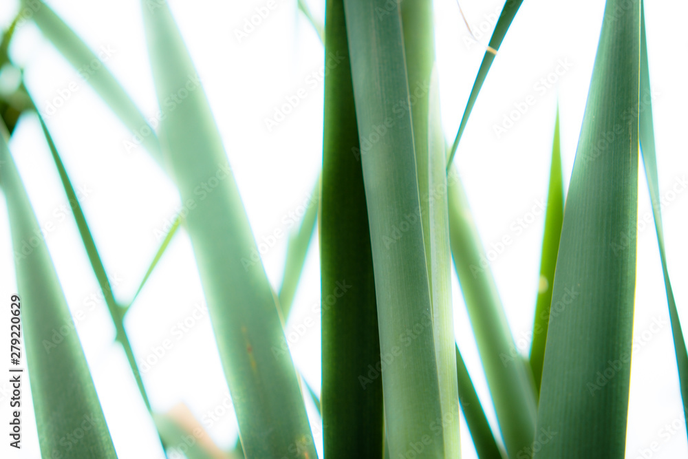 Background of stems of cattail on a background of blue sky. Summer. Sunny day. The coastal aquatic plant grows wild along the muddy shores of rivers, lakes, ponds, old ladies, canals and reservoirs, a Background of stems of cattail on a background of blue sky. Summer. Sunny day. The coastal aquatic plant grows wild along the muddy shores of rivers, lakes, ponds, old ladies, canals and reservoirs, a