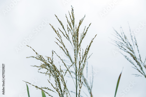 Background of stems of cattail on a background of blue sky. Summer. Sunny day. The coastal aquatic plant grows wild along the muddy shores of rivers  lakes  ponds  old ladies  canals and reservoirs  a