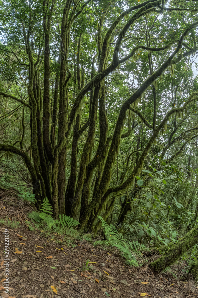 Relict forest on the slopes of the mountain range of the Garajonay National Park. Giant Laurels and Tree Heather along narrow winding paths. Paradise for hiking. Travel postcard. La Gomera, Spain. Relict forest on the slopes of the mountain range of the Garajonay National Park. Giant Laurels and Tree Heather along narrow winding paths. Paradise for hiking. Travel postcard. La Gomera, Spain.