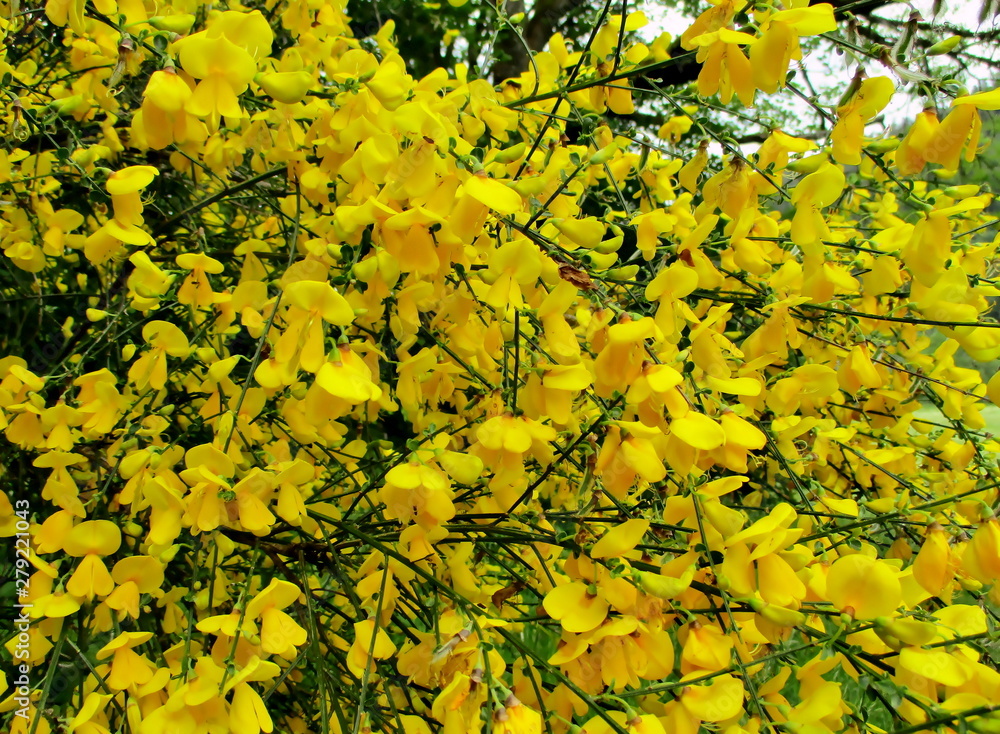 Branches fleuries de genêt (Genista Cytisus) en plein cadre, réalisant ...