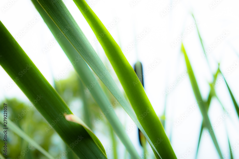 Background of stems of cattail on a background of blue sky. Summer. Sunny day. The coastal aquatic plant grows wild along the muddy shores of rivers, lakes, ponds, old ladies, canals and reservoirs, a