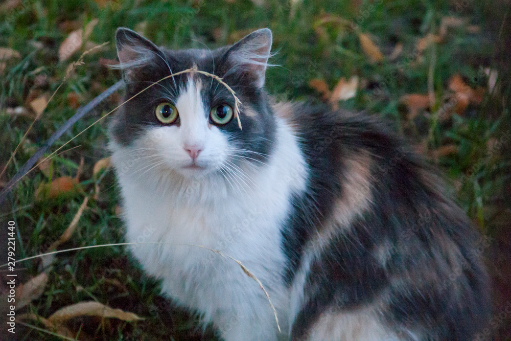 Frightened cat in grass in summer evening