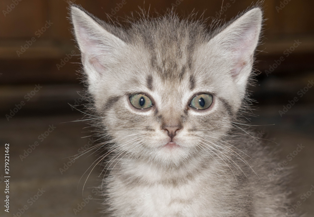 Gray striped kitten with big eyes cute for design