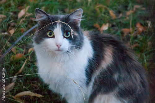Frightened cat in grass in summer evening