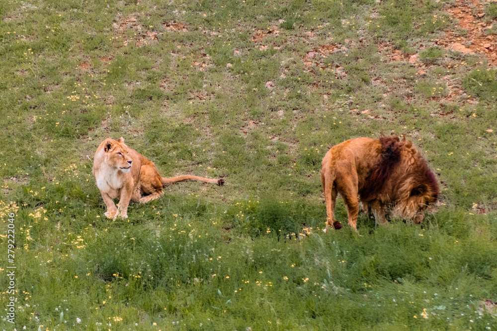 Naklejka premium a family of lions walking and resting in their green grass enclosure