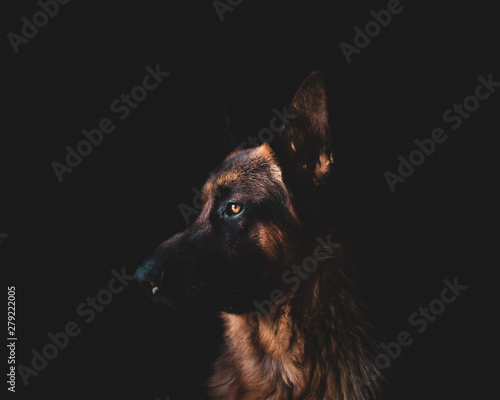 German Shepherd