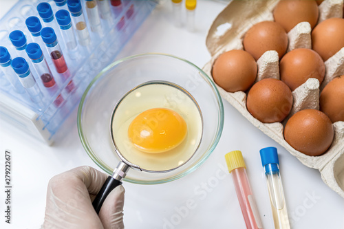 Scientist is examining yolk with magnifying glass. Eggs quality photo