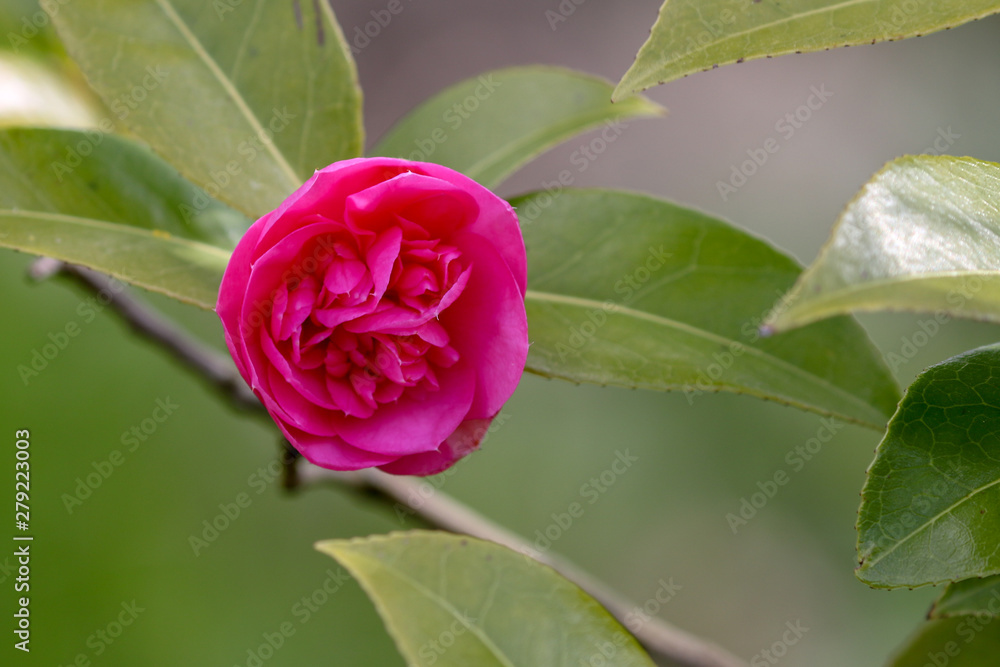 Camelia Camelia