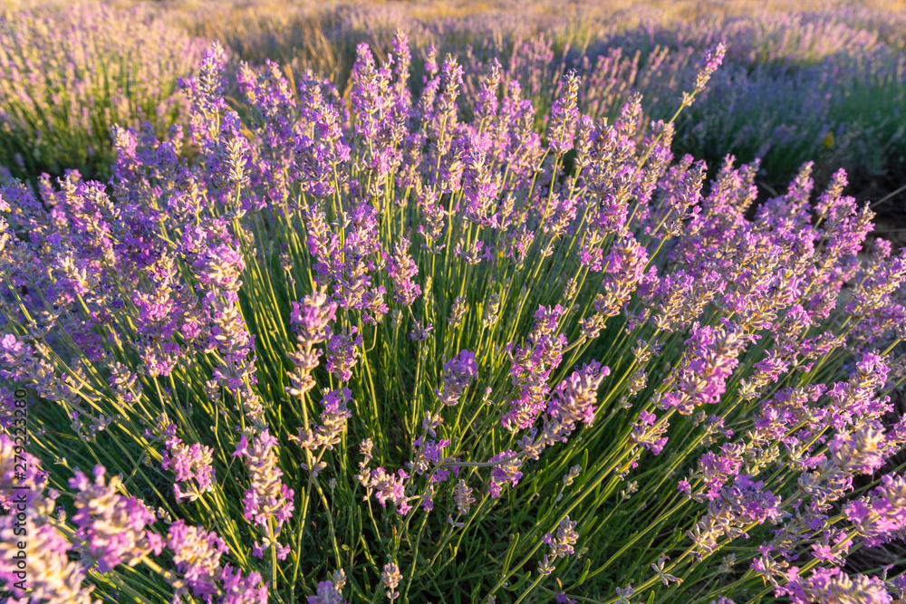 Fototapeta premium lavender field in provence france