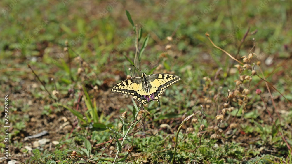 Schwalbenschwanz (Papilio machaon) auf Wiesen-Flockenblume (Centaurea jacea) Schwalbenschwanz (Papilio machaon) auf Wiesen-Flockenblume (Centaurea jacea)