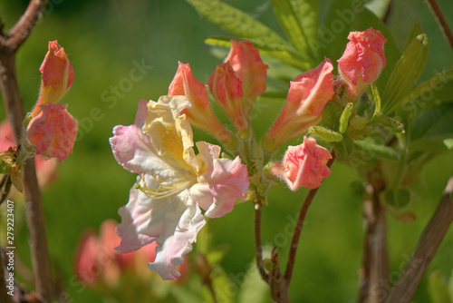 Pink flowers of deciduous rhododendron.