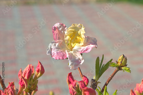 Pink flowers of deciduous rhododendron.