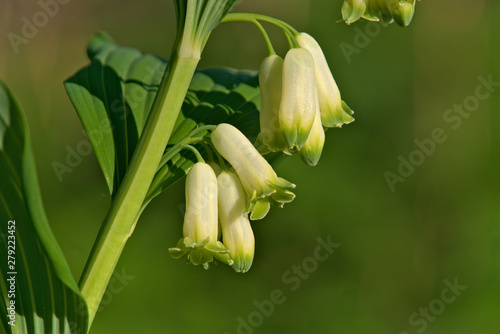 Picturesque white flowers  Polygonátum -Solomonic seal.