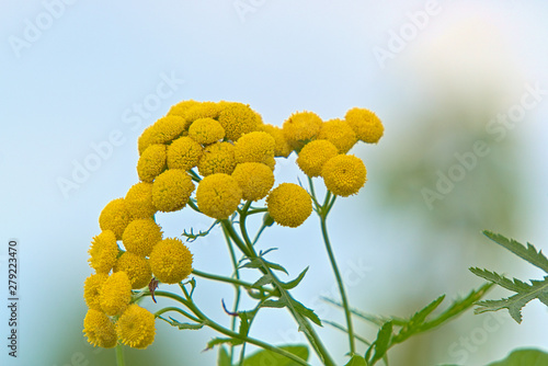 Tansy flowers.