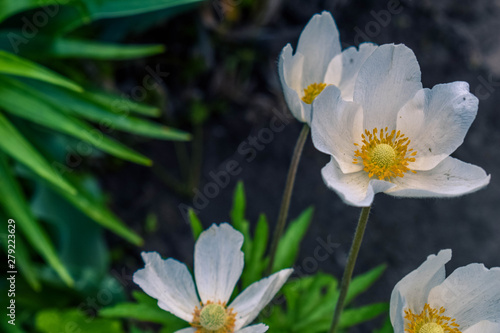 Blooming white flowers anemone in the garden