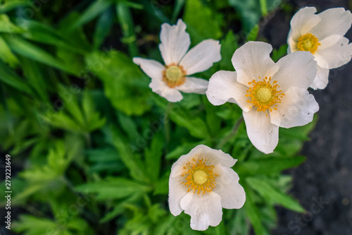 Photo Blooming white flowers anemone in the garden
