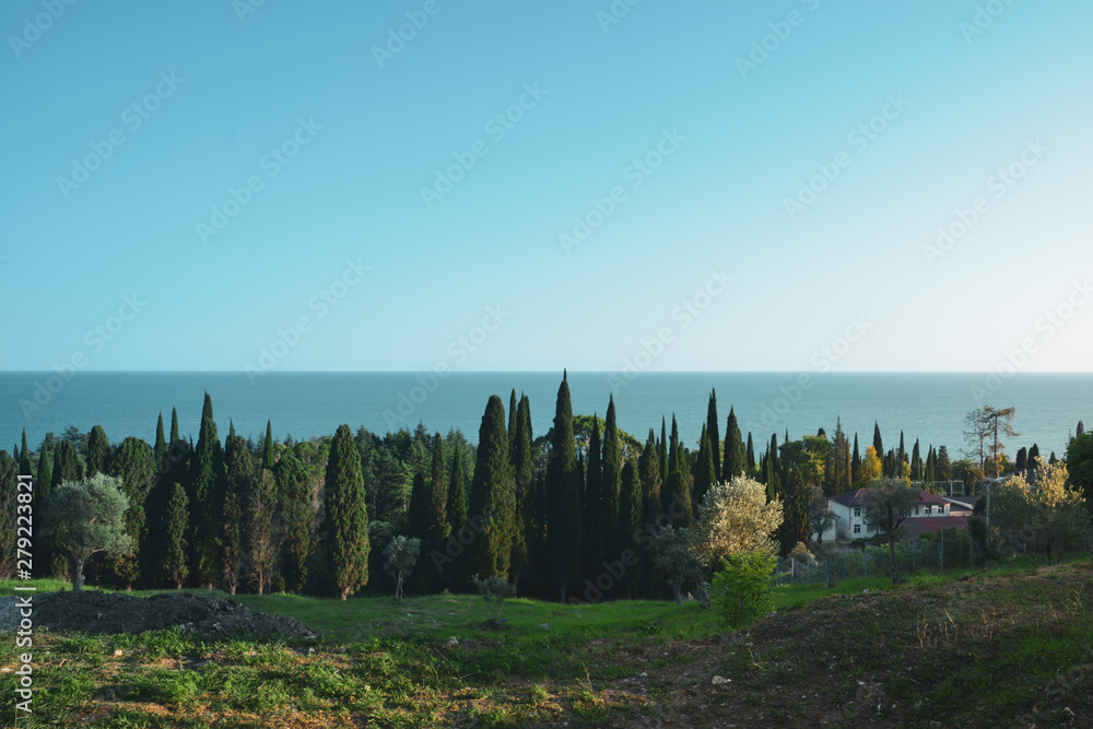 landscape of trees and sea of abkhazia, green paradise