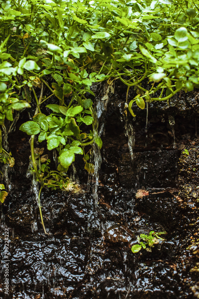water flows down from the stone on which young green vegetation grows water flows down from the stone on which young green vegetation grows