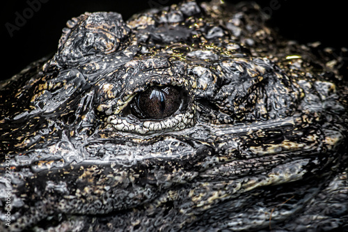 Chinese Alligator looking left and closeup of eye.