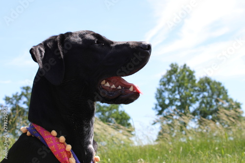 Naklejka perro labrador