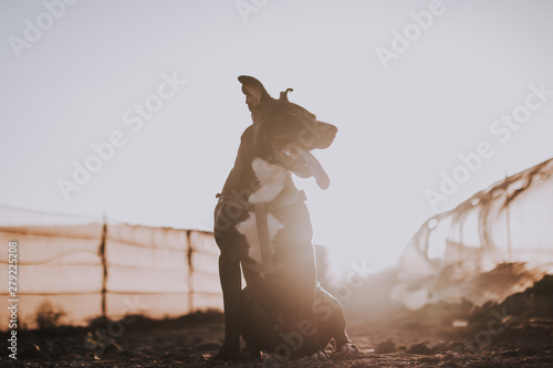 Obraz na płótnie Perro a contra luz atardecer
