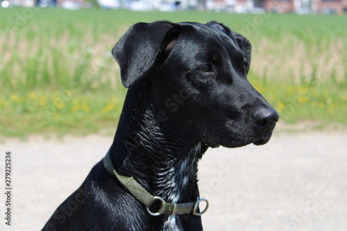 Naklejka perro negro