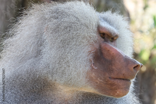 portrait of a baboon