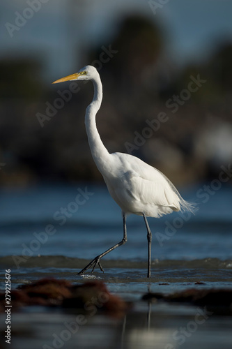 A large Great Egret walks in the shallow water with small waves in the bright sunlight with a dark background. © rayhennessy