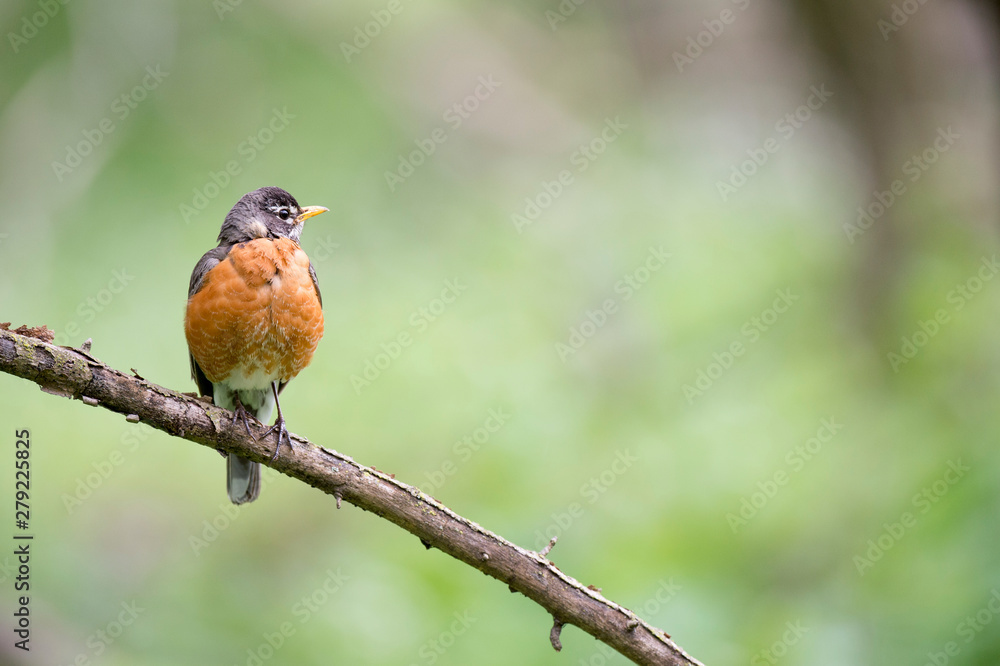 An American Robin perched on a dead branch in soft overcast light with a smooth green background. An American Robin perched on a dead branch in soft overcast light with a smooth green background.