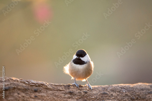 A small Carolina Chickadee glowing in the evening sun with a smooth background.