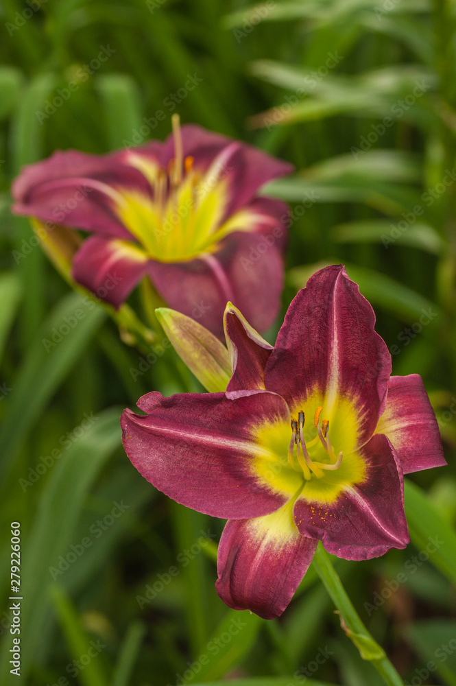 Blooming Daylily «Night Beacon» Blooming Daylily «Night Beacon»
