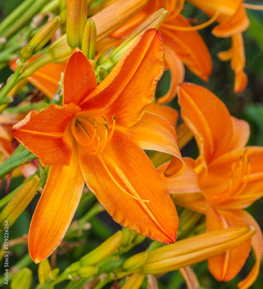 Blooming Daylily «Burning Daylight» in garden Blooming Daylily «Burning Daylight» in garden