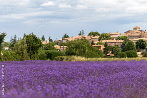 Landscape with vibrant purple Lavender field and typical village of Southern France in distance at blooming season