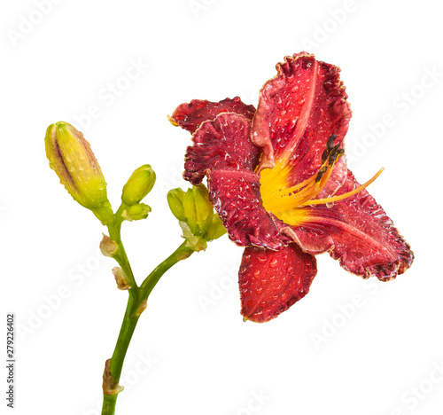 Bud purple daylily (hemerocallis) with water drops after rain isolated on white background photo