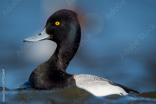 A Lesser Scaup Swims in the bright blue water on a sunny day with a smooth blue background and its vibrant yellow eye standing out. photo